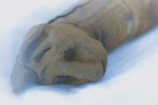 Les momies égyptiennes d'animaux étaient-elles une arnaque?