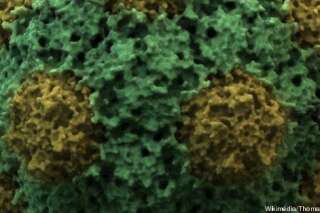 Virus géants : des scientifiques français découvrent deux nouveaux types de virus, des pandoravirus