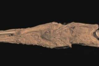 PHOTOS. Une momie tatouée vieille de 1300 ans bientôt exposée au British Museum
