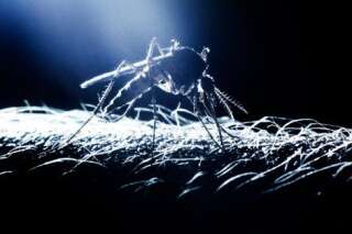 On peut maintenant annihiler les moustiques grâce à la génétique, mais le doit-on?