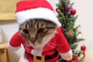 VIDÉO. Ce chat déguisé en père Noël n'a rien à envier au chien ewok