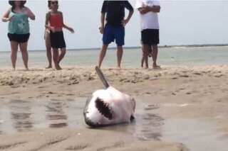 VIDÉO. Ce requin blanc échoué sur le plage est sauvé par des vacanciers