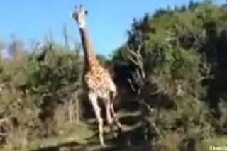 Une girafe poursuit des touristes lors d'un safari