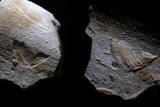 L'oiseau de Twitter retrouvé gravé sur un silex vieux de 35.000 ans