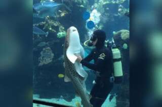 VIDÉO. Ce requin zèbre de l'aquarium de Nouméa aime vraiment les câlins