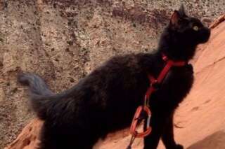 Emmener son chat en voyage: aucun problème pour Millie, le chat randonneur et alpiniste de Craig Armstrong