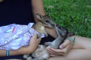 Ces bébés kangourous se rencontrent pour la première fois et sont déjà amis