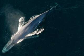 Le Japon choisit le début de la COP21 pour reprendre la chasse à la baleine