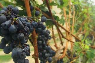 Orages: des vignobles touchés par la grêle en Côte de Beaune