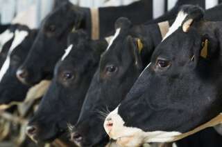 Levée de l'embargo sur le boeuf européen: vers un point final à la crise de la vache folle