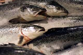 Saumon: la Norvège tente de lever la suspicion sur son précieux poisson après plusieurs polémiques