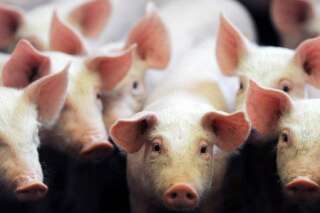 Jambon ibérique à la française, porc fermier... ces idées qui pourraient sortir la filière de la crise