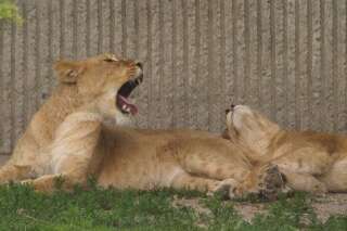 VIDEO. Un homme attaqué par des lions après s'être jeté dans leur fosse au zoo de Barcelone