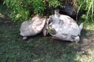 VIDÉO. Une tortue aide son amie tombée sur le dos