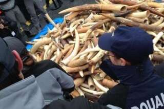 PHOTOS. La France détruit un stock d'ivoire illégal pour la première fois