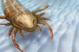 PHOTO. Le fossile d'un scorpion géant découvert aux Etats-Unis
