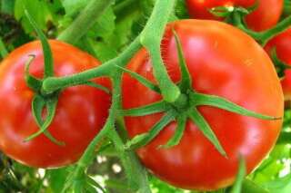 Pourquoi les tomates vendues dans le commerce ont-elles moins de goût