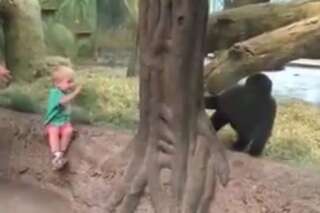 VIDÉO. Un enfant et un gorille jouent à cache-cache dans un zoo américain