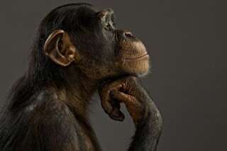 Les chimpanzés ont-ils des droits?