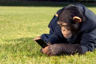 Ouverture du zoo de Vincennes : comment les zoos nous rendent accros grâce aux réseaux sociaux