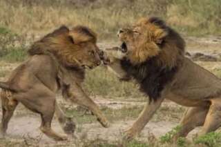 La mort de Jericho, le frère du lion Cecil, démentie par des chercheurs qui suivent les déplacements du lion