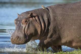 L'ancêtre de l'hippopotame est le même que celui... de la baleine, et les chercheurs se rapprochent de son portrait-robot