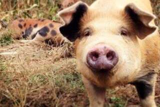 Les cochons heureux font-ils de la viande heureuse?
