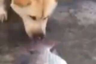 VIDÉO. Un chien tente de sauver des poissons en leur apportant un peu d'eau