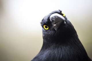 Les corbeaux pourraient-ils être plus intelligents que des enfants de 4 ou 5 ans?