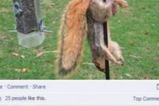Facebook: la Caisse d'Epargne s'excuse après la photo d'un écureuil en mauvaise posture