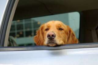 A-t-on le droit de briser la vitre d'une voiture pour sauver un chien?