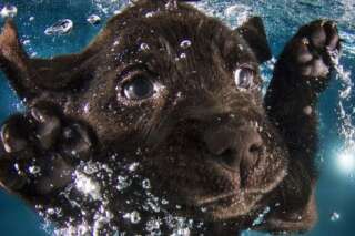 PHOTOS. Des chiots sous l'eau dans une nouvelle série de Seth Casteels