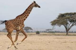 Des scientifiques découvrent l'existence de quatre espèces de girafe