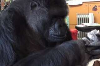 VIDÉO. Koko le gorille a eu le plus adorable des cadeaux pour son anniversaire