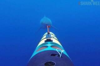VIDÉO. Un mini sous-marin filme le grand requin blanc qui l'attaque