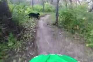 VIDÉO. Il se filme à vélo avec une GoPro et tombe nez à nez avec un ours noir