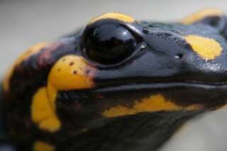 Une étude sur les salamandres révèle comment une cellule permettrait de régénérer les membres du corps humain