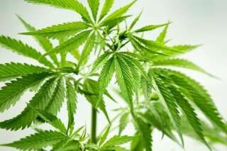 Le cannabis donne faim car il brouille les capteurs sensoriels, selon une étude