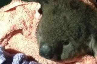 VIDÉO. Un koala sauvé grâce au bouche-à-bouche‎
