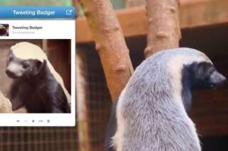 VIDEO - Le premier compte twitter d'un blaireau, community manager du zoo de Johannesburg