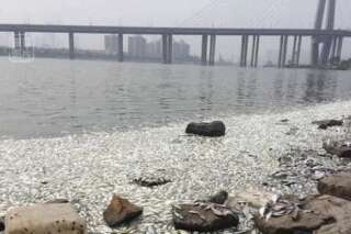 Explosion à Tianjin : des milliers de poissons morts à la surface du fleuve qui traverse la ville