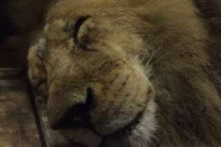 PHOTOS. 33 lions retrouvent la liberté après 15 heures d'avion et une vie de maltraitances