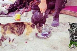 PHOTOS. Irak : les djihadistes de l'EIIL font leur propagande sur Twitter avec des chats mignons