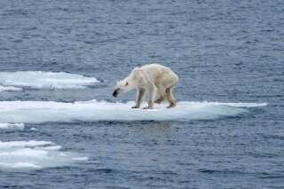 Ours polaire: l'auteure de la photo qui a fait le tour du monde lance un appel contre le réchauffement