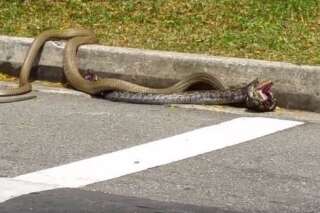 VIDÉO. Un cobra royal affronte un python devant une université de Singapour