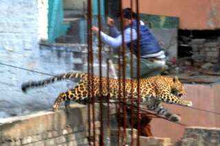 PHOTOS. Un léopard sème la panique dans la ville de Meerut en Inde