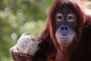 Menacé d'extinction, l'orang-outan pourrait totalement disparaître dans 10 ans