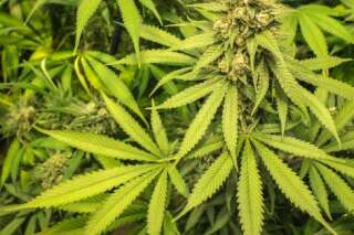 Un rapport interministériel propose de remplacer la peine de prison prévue pour usage de cannabis par une amende