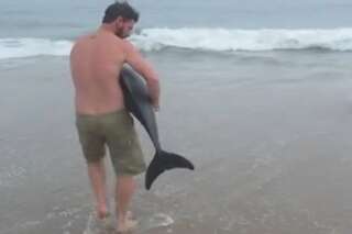 VIDÉO. Il sauve un dauphin échoué et devient un héros pour les internautes