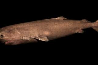 Le requin du Groenland est l'animal vertébré le plus vieux du monde